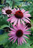 Echinacea 'Prairie Splendor'